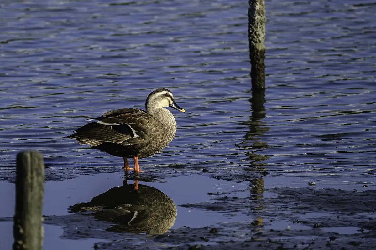 🐦 도쿄항 야조 공원(도쿄코 야초 코엔) 이미지 8